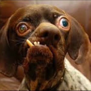 Meet your Posher, Shane